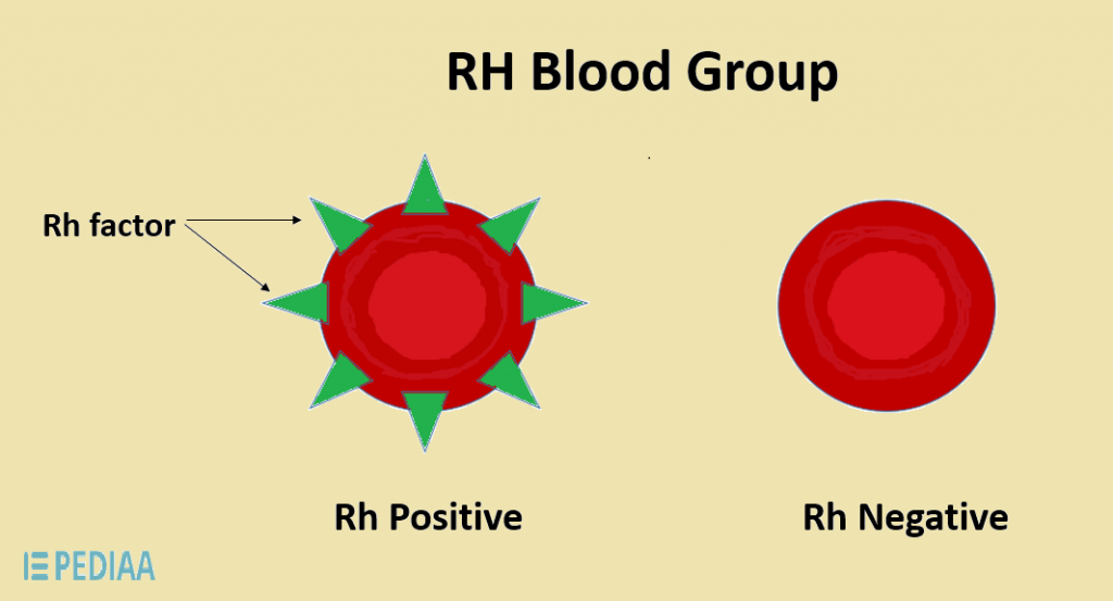 rh-antigen-exo-news