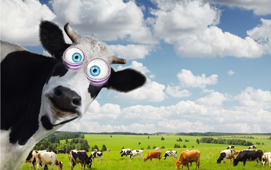 Unexplained Cattle Mutilations Reported Near Grand Canyon