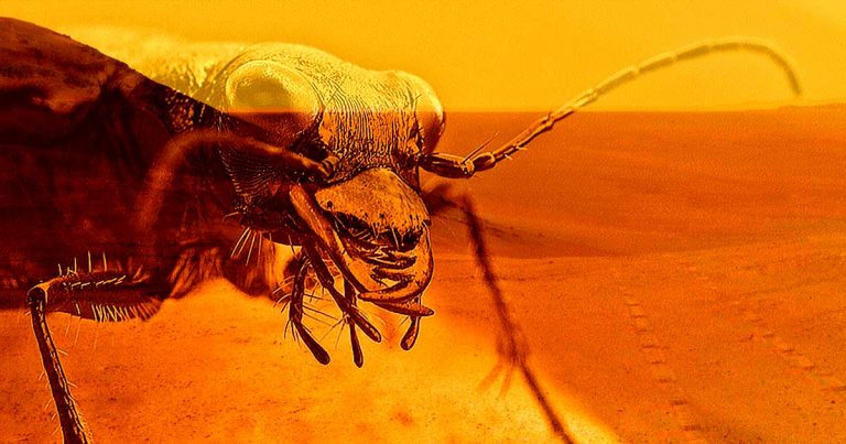 University Deletes Bizarre Press Release of Alien Insects Living on Mars