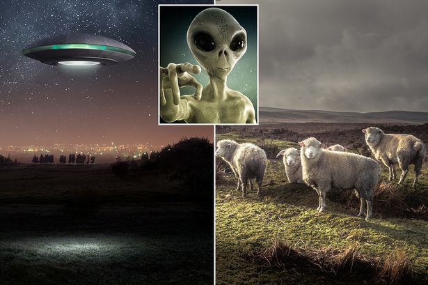 Aliens Mutilating and Slaughtering British Sheep, Say UFO Hunters